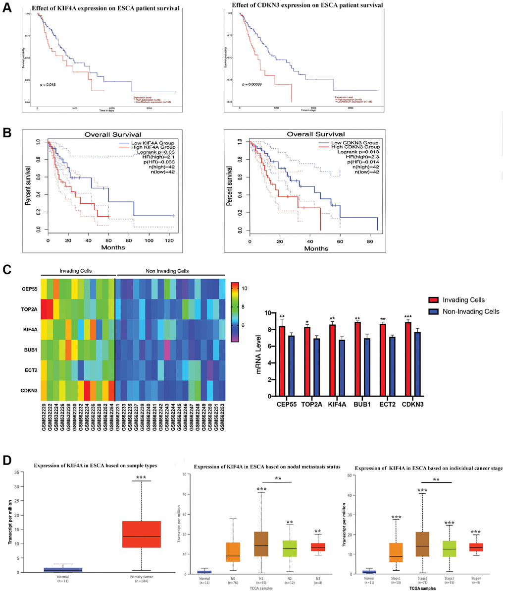 The survival analyses for hub genes. CDKN3 and KIF4A were identified to have an adverse effect on the prognosis of overall survival for patients with ESCC by UALCAN (A) and GEPIA2 (B) analysis. Gene expression of 6 hub genes between invading and non-invading cells based on the GSE21293 (C). Association between clinical staging, nodal metastasis status of ESCC and expression levels of the KIF4A by UALCAN analysis (D).