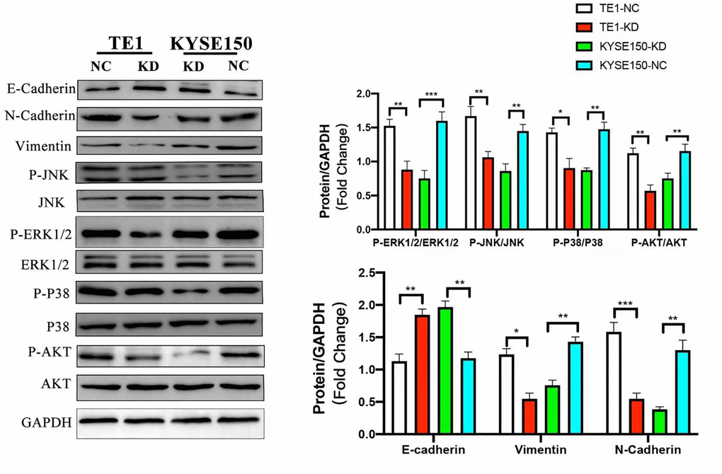 KIF4A promoted PI3K/AKT and MAPK pathways and EMT in ESCC cells. Comparing shRNA KIF4A with their respective control cells (NC) were seen in relative expression of P-AKT, AKT, P-ERK1/2, ERK1/2, P-JNK, JNK, P-P38, P38, and GAPDH was taken as control by WB. In addition, E-cadherin, N-cadherin, and vimentin were also detected by WB. Data represent mean ± SD. *p **p ***p n = 3.