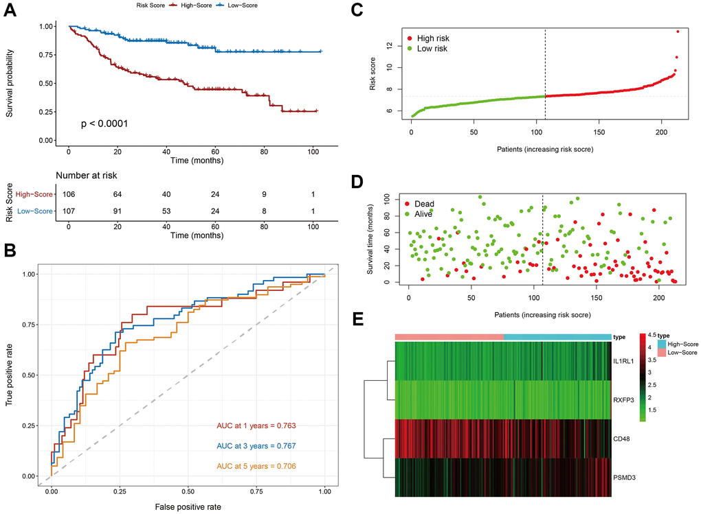 Evaluation of the prognostic signature in the discovery cohort. (A) Kaplan-Meier plots of overall survival between high- and low-risk patients. (B) Time-dependent receiver operating characteristic (ROC) curve analysis. (C) The risk score distribution. (D) The survival status distribution. (E) Expression heatmap of the four immune-related risk genes.