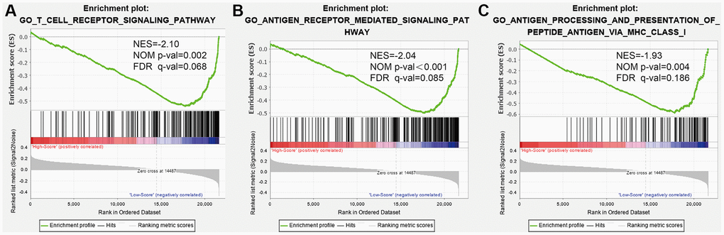 Gene set enrichment analysis (GSEA) for functional annotation of the prognostic signature. (A) The T cell receptor signaling pathway. (B) The antigen receptor-mediated signaling pathway. (C) Antigen processing and presentation of peptide antigen via MHC class I.