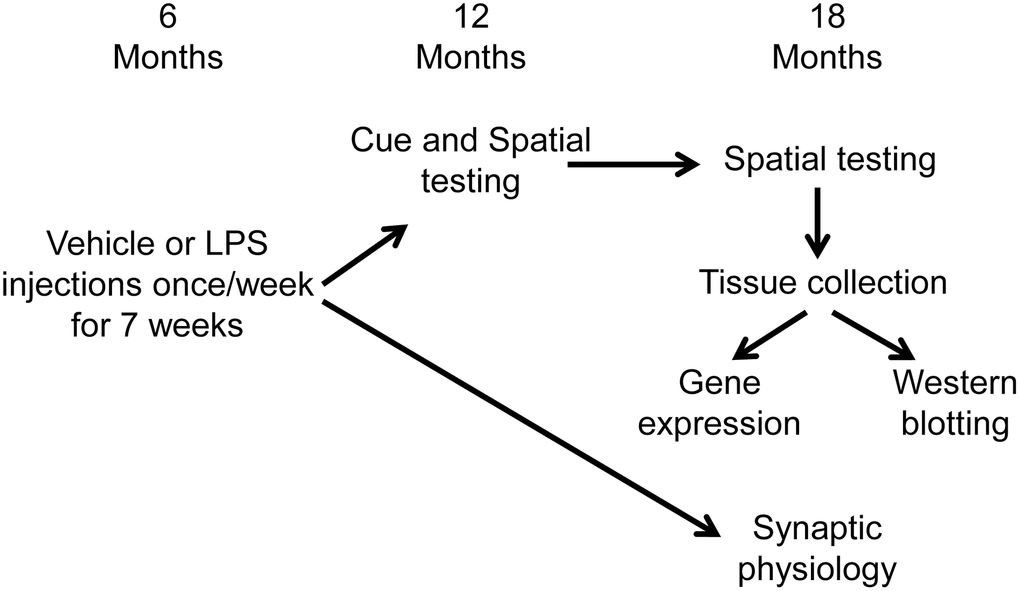 Schematic representing the experimental paradigm for the longitudinal effect of systemic inflammation on cognition. Young (6 months) male Fischer 344 X Brown Norway hybrid rats were either injected with vehicle (n = 16) or LPS (n = 16) once a week for 7 weeks. A subset of animals (vehicle n = 12; LPS n = 12) were cognitively assessed on the spatial discrimination water maze task at 12 and 18 months of age. Hippocampal tissue from behaviorally characterized rats was collected one week after completion of behavioral testing, at 18 months of age, and RNA sequencing was performed on the CA1 region of the hippocampus. The other group of animals (vehicle n = 4; LPS n = 4) were not behaviorally characterized and were used for electrophysiological experiments at 18 months of age (12 months after the injections).