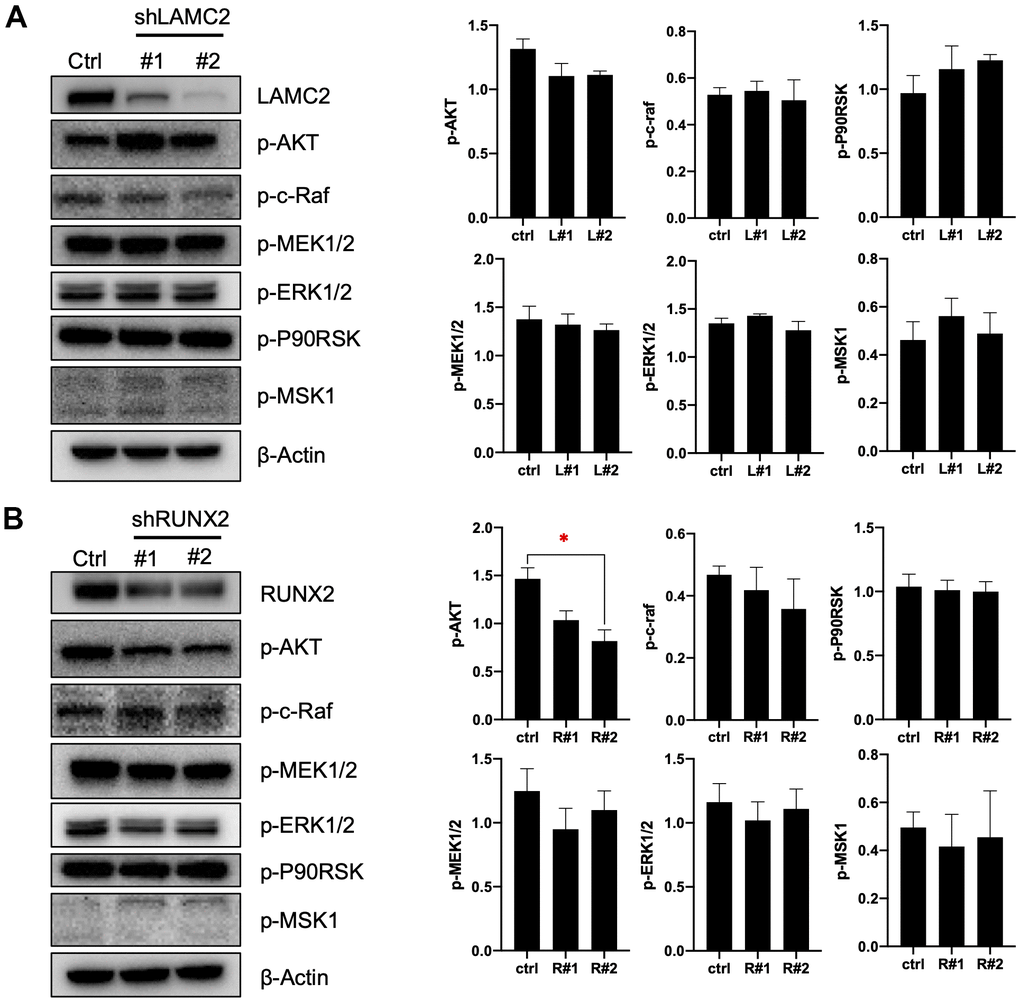 LAMC2 and RUNX2 regulate PC cell growth and migration through PI3K/AKT and MAPK pathway. (A, B) ASPC-1 cells were stably transfected with control shRNA (NC) or two shRNAs of different sequences targeting LAMC2 or RUNX2; cell samples were collected and subjected to Western blot analysis of p-AKT, p-c-Raf, p-MEK1/2, p-ERK1/2, p-P90RSK and p-MSK1. Actin was used as a loading control. The data expressed in right graphs represent the mean ± SEM (*p 