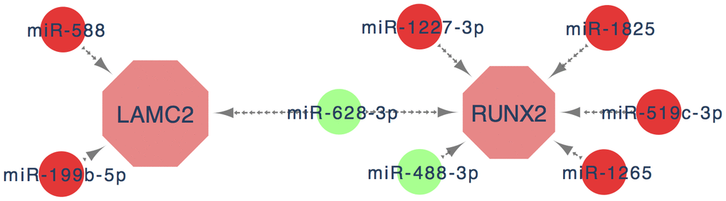 The key genes and key miRNA interaction network. Red nodes denote up-regulated key genes or miRNAs, while green nodes denote down-regulated key genes or miRNAs. The lines represent an interaction relationship between the nodes.