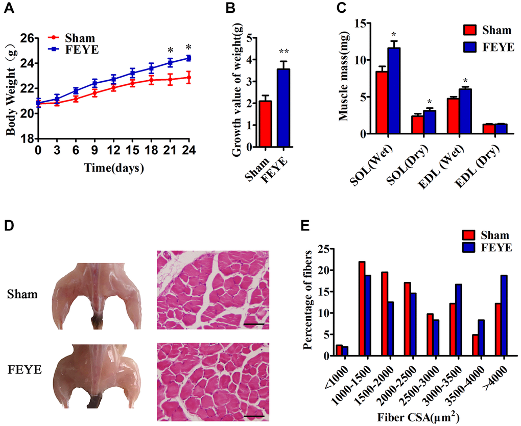 FEYE promotes muscle growth. (A, B) After the mice are fed with FEYE by gavage for 24 d, compared with Sham group, the body weight (BW) of mice in the FEYE group increases more significantly (A), and the weight gain in the FEYE group is higher (B) (n = 6/group); (C) Comparison of dry weight and wet weight of soleus muscle (SOL) and extensor digitorum longus (EDL) in mice between two groups on 24 d (n = 6/group); (D) FEYE promotes mouse gastrocnemius development; (E) Muscle fiber area analysis and muscle fiber size distribution of mice gastrocnemius muscle; (Bar = 100 μm); *P **P 