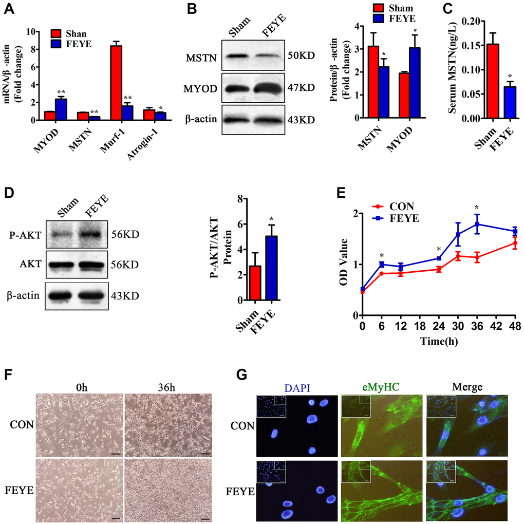 FEYE promotes the proliferation and differentiation of skeletal muscle. (A) FEYE can effectively inhibit the mRNA expression of MSTN, Murf-1, and Atrogin-1 in skeletal muscle and significantly enhance mRNA expression of myocyte growth factor MYOD. Each experiment was performed in triplicate wells; (B) Western blot assay shows that FEYE can significantly inhibit the protein expression of MSTN in skeletal muscle and promote the expression of MYOD. Each experiment was performed in triplicate wells; (C) ELISA assay shows that FEYE can decrease the expression level of of MSTN in serum. Each experiment was performed in triplicate wells; (D) Western blot assay shows that FEYE can significantly enhance the phosphorylation of AKT. (E) CCK-8 assay is used to detect the proliferation rate of C2C12 cells; (F) FEYE (10 mg/mL) is added to produce action for 36 h during the proliferation of C2C12 cells. FEYE can promote cell proliferation; (G) FEYE is added in the proliferated and differentiated C2C12 cells at the concentration of 10 mg/mL. Immunofluorescence staining of eMyHC shows that FEYE can enhance the formation of myotubes; (Bar = 100 μm); *P **P 