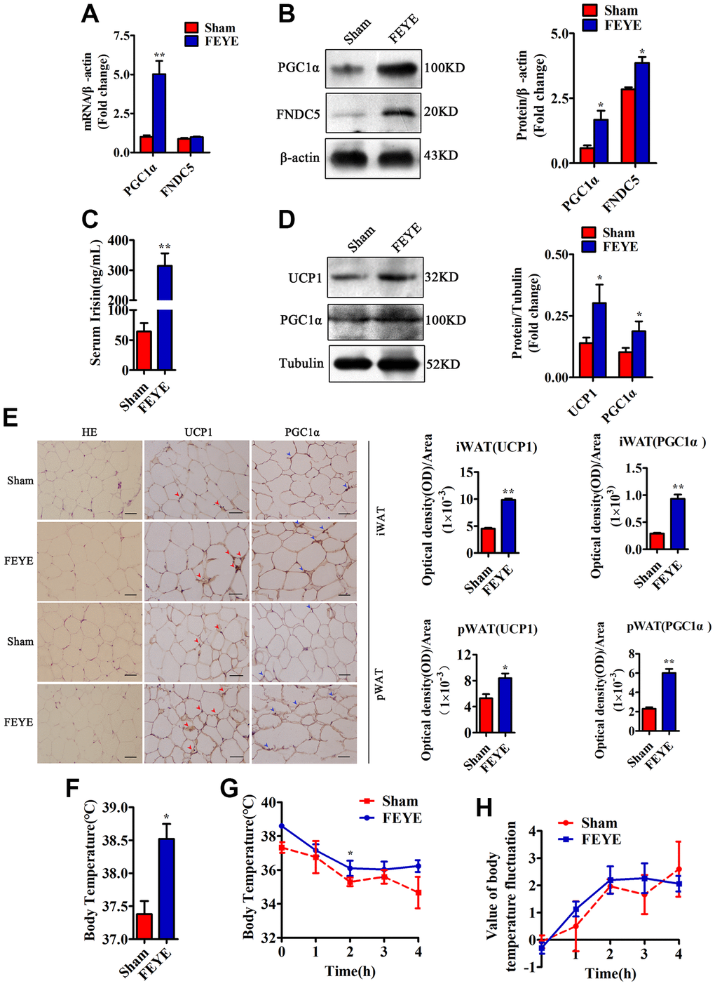 FEYE builds a bridge between muscle and adipose. (A) FEYE can promote the mRNA expression of PGC1α and FNDC5 in skeletal muscle. Each experiment was performed in triplicate wells; (B) Western blot assay suggests that FEYE can promote the protein expression of PGC1α and FNDC5 in skeletal muscle. Each experiment was performed in triplicate wells; (C) ELISA assay shows that FEYE can significantly increase the expression of Irisin in serum. Each experiment was performed in triplicate wells; (D) Western blot analysis showed FEYE can significantly enhance the expression of UCP1 and PGC1α protein in inguinal adipose tissue (iWAT); (E) HE staining of inguinal adipose tissue (iWAT) and perirenal adipose tissue (pWAT) and immunohistochemical staining of UCP1 and PGC1α protein (red arrows indicate the yellow staining sites of UCP1, and blue arrows indicate the yellow staining sites of PGC1α) and analysis of the ratio of optical density to immunostaining area; (F–H) At room temperature, FEYE can promote heat production in mice (F) (n = 5/group), Each experiment was performed in quintuplicate wells. At 4°C, the body temperature of mice in the FEYE group is always higher than that in the sham group (G) (n = 3/group). In addition, in a cold environment, the temperature fluctuation is more stable in different time periods (H) (n = 3/group). (Bar = 100 μm); *P **P 