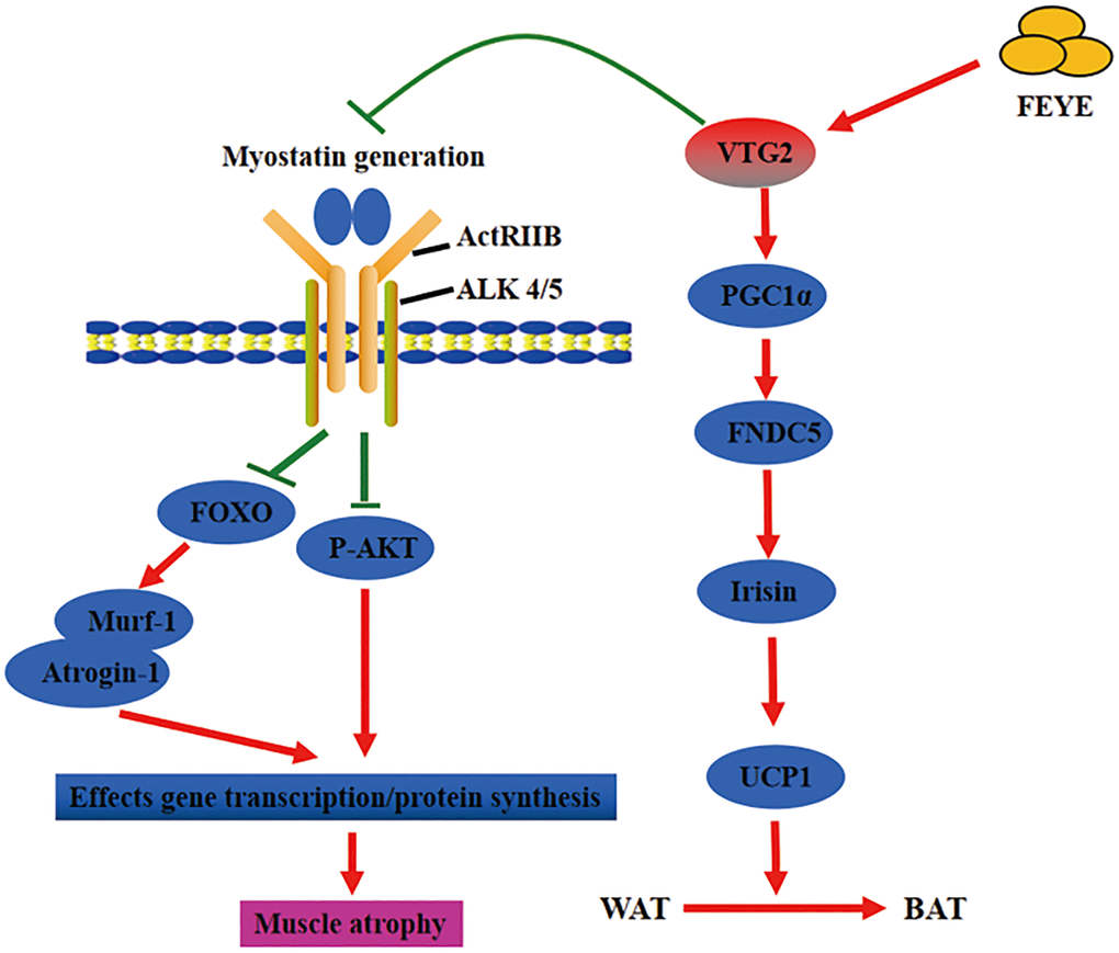 Fertilized egg yolk extract (FEYE) not only promotes muscle growth and development by delivering VTG2, but also stimulates the browning reaction of white fat. The green line represents a negative effect, and the red line represents a positive effect. On the one hand, VTG2 inhibits the binding of MSTN and its receptor, thereby promoting P-AKT activity and inhibiting the expression levels of Murf-1 and Atrogin-1. These pathways promote muscle growth. On the other hand, VTG2 can stimulate the expression level of PGC1α, an upstream activator of FNDC5, leading to an increase in Irisin secretion, which can promote the browning of white fat.