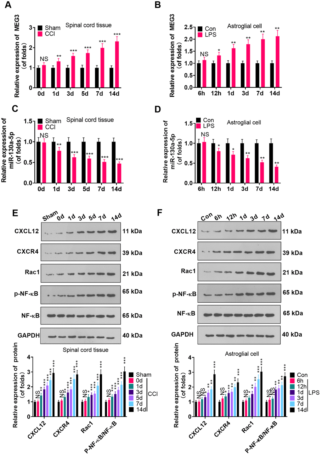 MEG3 was overexpressed and miR-130a-5p was knocked down in CCI rats. (A, B) The expression of MEG3 in the L4-L6 dorsal spinal cord of CCI rats and astrocytes was assayed by RT-qPCR 0, 1, 3, 5, 7, and 14 days after CCI and 6 hours, 12 hours, 1 day, 3 days, 7 days, and 14 days after LPS induction of astrocytes, respectively. (C, D) Expression of miR-130a-5p in CCI rats and astrocytes was measured by RT-qPCR at 0, 1, 3, 5, 7, and 14 days after CCI and 6 hours, 12 hours, 1 day, 3 days, 7 days, and 14 days after LPS induction of astrocytes, respectively. (E, F) Expression of CXCL12/CXCR4 and its downstream Rac1 and NF-κB in the dorsal spinal cord of CCI rats and astrocytes at 0, 1, 3, 5, 7, and 14 days and LPS-induced astrocytes at 6 hours, 12 hours, 1 day, 3 days, 7 days, and 14 days, respectively, was measured using WB. Data were expressed as mean±SD. n=5. NSP>0.05, *PPP