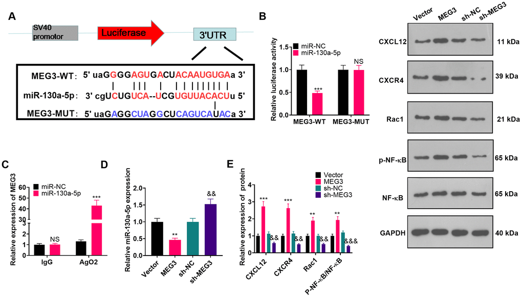 MEG3 targeted miR-130-a-5p. (A) Binding locations between MEG3 and miR-130a-5p were predicted using the starbase v2.0 database. (B) The target association between MEG3 and miR-130a-5p in astrocytes was clarified by the dual-luciferase reporter assay. (C) RIP was implemented to monitor the binding relationship between MEG3 and miR-130a-5p in astrocytes. NSP>0.05, ***PD) The miR-130a-5p expression in astrocytes after up-regulation or down-regulation of MEG3 was gauged by RT-qPCR. (E) WB was conducted to test the expression of CXCL12, CXCR4, Rac1 and NF-κB in astrocytes after up-regulating or down-regulating MEG3. Data were expressed as mean±SD. n=3. **PPPP