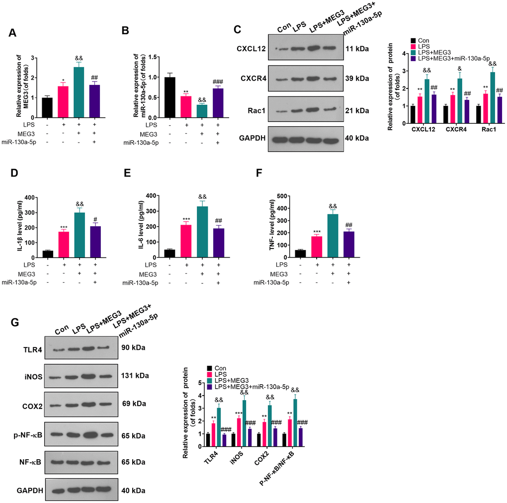 Overexpressing miR-130a-5p reversed the MEG3-mediated astrocyte inflammation. MEG3 overexpression plasmids and miR-130a-5p mimics were transfected in LPS-induced astrocytes. (A, B) The mRNA profiles of MEG3 and miR-130a-5p in astrocytes were tested by RT-qPCR. (C) The protein levels of CXCL12, CXCR4, and Rac1 in astrocytes were examined by WB. D-F: The concentrations of IL-1β (D), IL-6 (E) and TNF-α (F) in astrocytes were determined by ELISA. (G) WB was utilized to test the expression of TLR4, iNOS, COX2 and NF-κB in astrocytes. Data were expressed as mean±SD. n=3. *PPPPPPPP