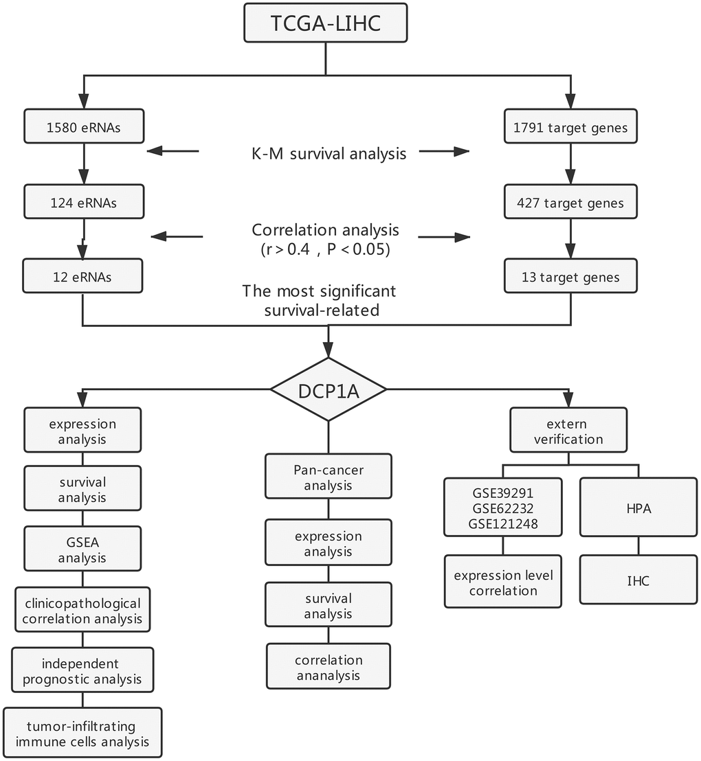 Flow chart of screening strategy for prognosis eRNA in the TCGA-LIHC cohort.
