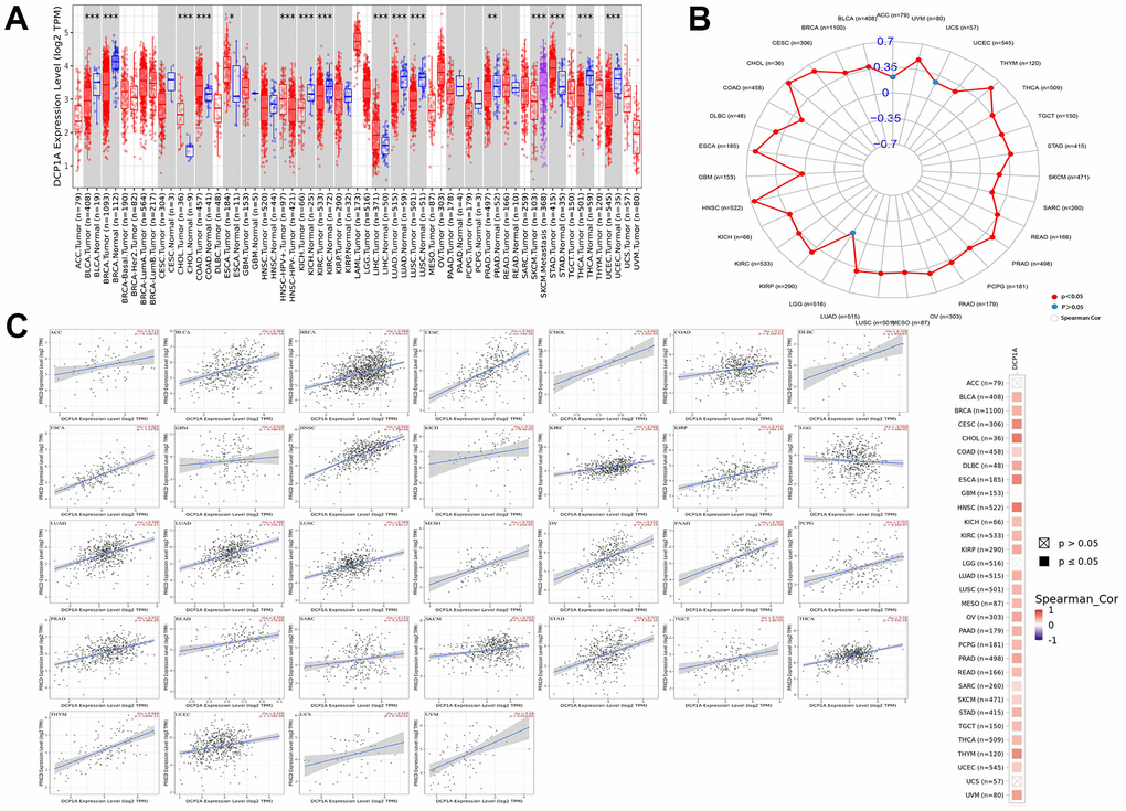 DCP1A expression level and correlation with the target gene PRKCD in pan-cancer analysis. (A) DCP1A expression in pan-cancer (*p B, C) The correlation of DCP1A and PRKCD in pan-cancer analysis.