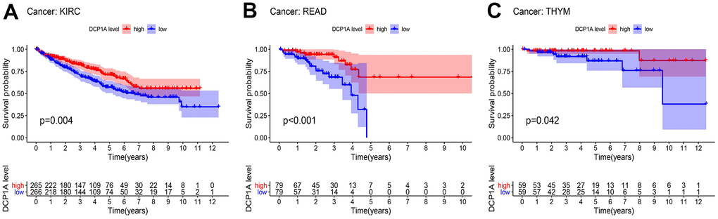 Kaplan-Meier survival analysis of DCP1A in pan-cancer. (A) DCP1A down-regulation is correlated with poor prognosis in KIRC. (B) DCP1A down-regulation is correlated with poor prognosis in READ. (C) DCP1A down-regulation is correlated with poor prognosis in THYM.