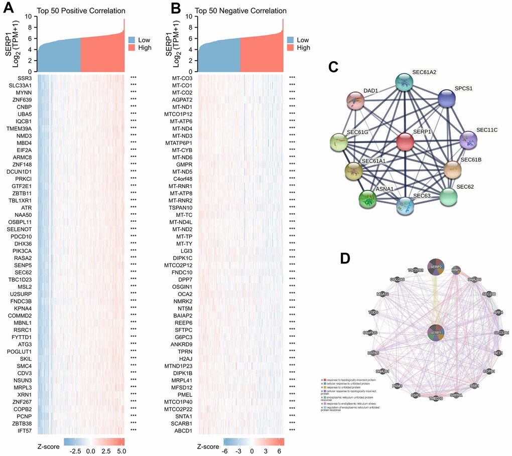 Genes related to SERP1. (A) The heatmap of top 50 positively RNAs related to SERP1, (B) The heatmap of top 50 negative RNAs related to SERP1, (C) The PPI network of SERP1 built via STRING, (D) The GGI network of SERP1 built via GeneMANIA.