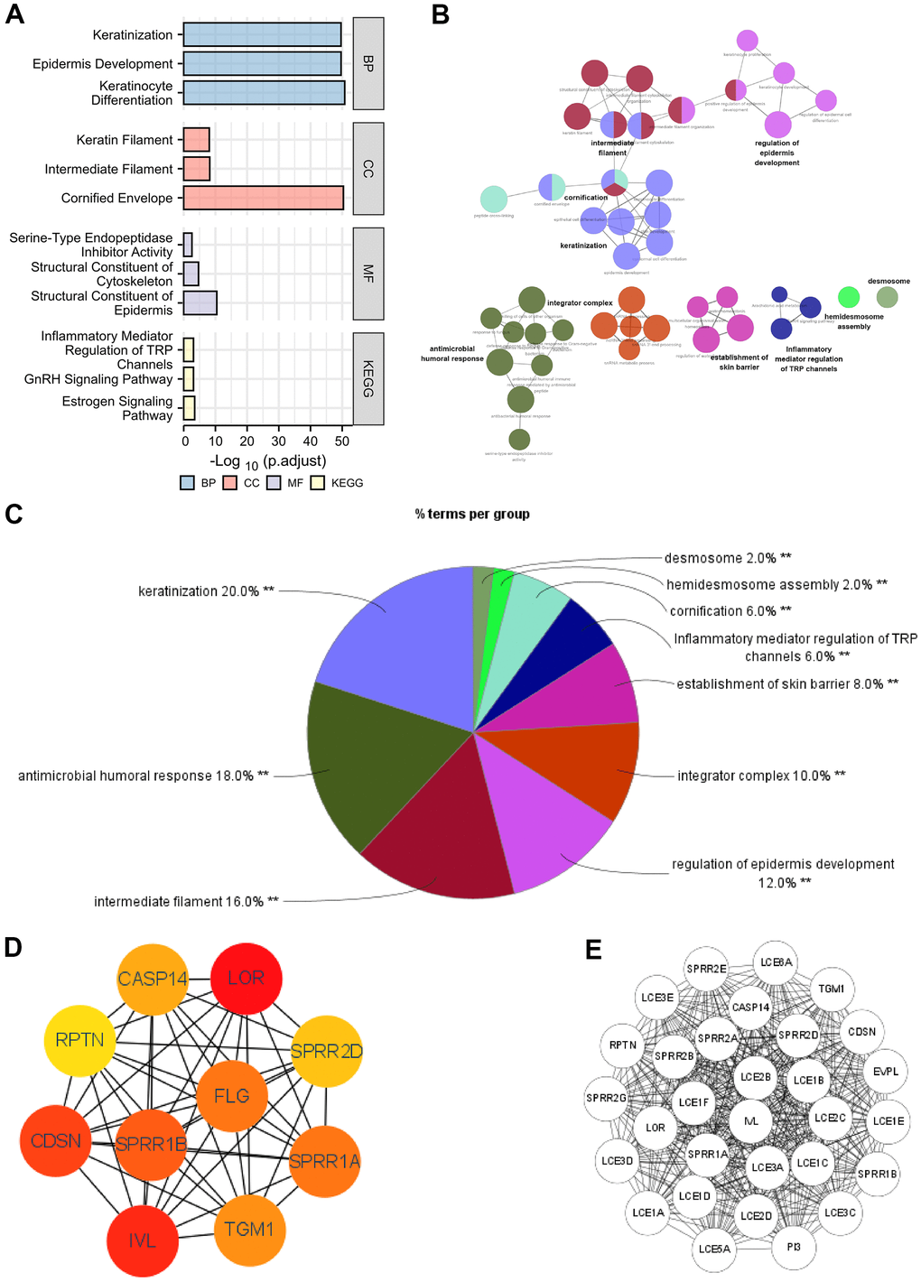 Functional enrichment analysis of DEGs between high and low expression of SERP1 in SKCM patients. (A–C) GO and KEGG pathway enrichment analyses for DEGs between High and -Low expression of SERP1 in SKCM patients. (D) The top 10 hub genes ranked by MCC of cytoHubba, (E) The top 30 hub genes ranked by MCODE.