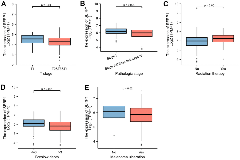 SERP1 expression is associated with different clinical variables in SKCM patients. (A) T classification, (B) Pathologic stage, (C) Radiation therapy, (D) Breslow depth, (E) Melanoma ulceration.