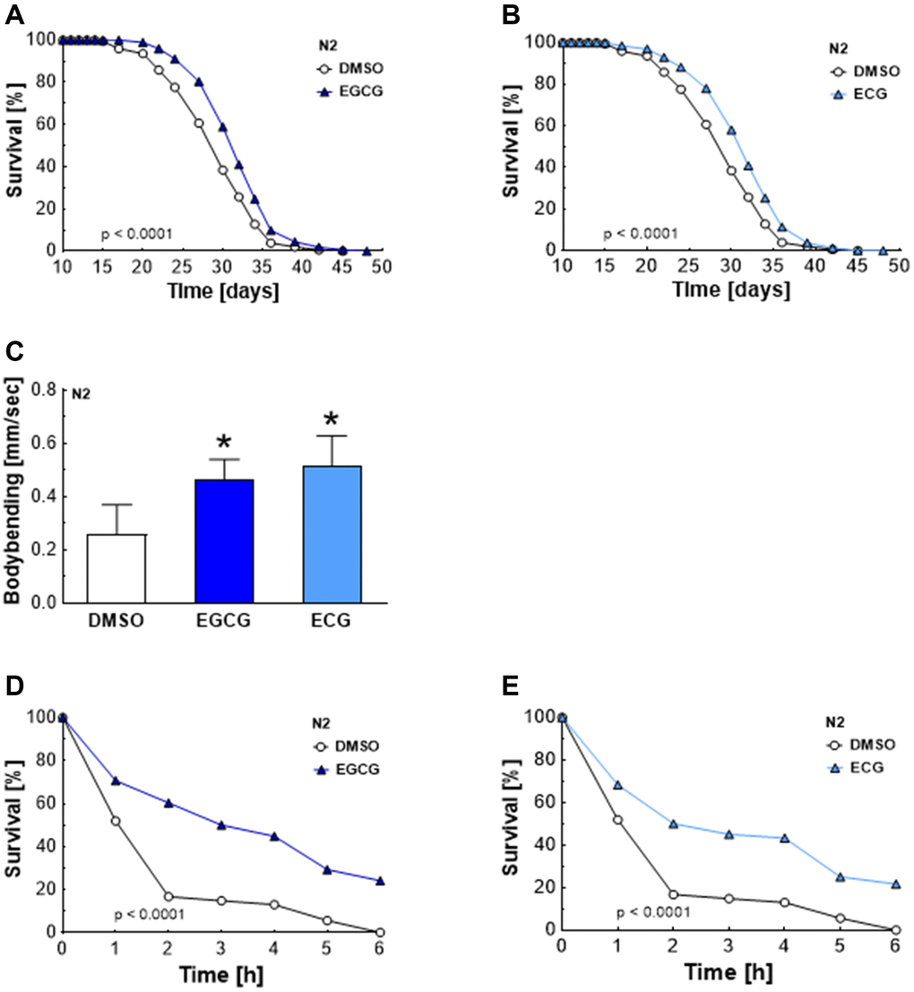 Increased lifespan, locomotion activity, and stress resistance after EGCG and ECG treatment. The representative outcome of lifespan assay of N2 wild-type nematodes in the presence of 2.5 μM EGCG versus DMSO. (A) The representative outcome of lifespan assay of N2 wild-type nematodes in the presence of 2.5 μM ECG versus control. (B) Locomotion quantification for N2 wild-type nematodes after 7 days exposure to DMSO, 2.5 μM EGCG, or 2.5 μM ECG. (C) The representative outcome of the survival analysis (h) of N2 nematodes in 50 mM paraquat solution after 7 days of pretreatment with EGCG (D) or ECG (E) in comparison to worms pretreated with DMSO. P-values are as indicated in the graphs. See Table 1 and Table 2 for corresponding detailed data and statistical analyses of lifespan assays and of paraquat stress assay, respectively.