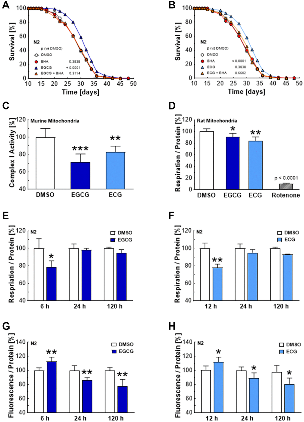 EGCG and ECG inhibit complex I, which results in a temporary hampering of mitochondrial respiration and a boost in ROS production. The representative outcome of lifespan assay of N2 wild type nematodes in the presence of 2.5 μM EGCG co-applied with an antioxidant; DMSO vs. 2.5 μM EGCG vs. 10 μM BHA vs. 2.5 μM EGCG in combination with 10 μM BHA. (A) The representative outcome of lifespan assay of N2 wild type nematodes in the presence of 2.5 μM ECG co-applied with an antioxidant; DMSO vs. 2.5 μM ECG vs. 10 μM BHA vs. 2.5 μM ECG in combination with 10 μM BHA. (B) Complex I activity in murine liver mitochondria after treatment with DMSO, 25 μM EGCG or 25 μM ECG. (C) Mitochondrial respiration of rat liver mitochondria after treatment with DMSO, 25 μM EGCG or 25 μM ECG. (D) Mitochondrial respiration of N2 wild-type nematodes after treatment with DMSO or 2.5 μM EGCG for 6 h, 24 h, or 120 h measured as oxygen consumption rate and normalized to protein content. (E) Mitochondrial respiration of N2 wild-type nematodes after treatment with DMSO or 2.5 μM ECG for 12 h, 24 h, or 120 h, measured as oxygen consumption rate and normalized to protein content. (F) ROS production of N2 wild-type nematodes after treatment for 6 h, 24 h, or 120 h with 0.1% DMSO or 2.5 μM EGCG. (G) ROS production of N2 wild-type nematodes after treatment for 6 h, 24 h, or 120 h with 0.1% DMSO or 2.5 μM ECG. (H) P-values are as indicated in the graphs. See Table 1 for corresponding detailed data and statistical analyses of lifespan assays.