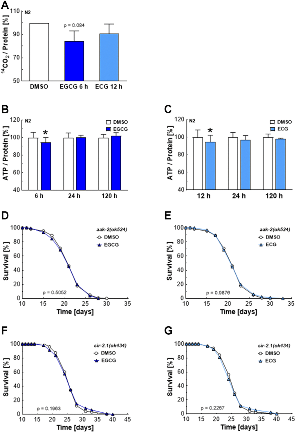 EGCG and ECG induce a drop in cellular ATP levels and require AMPK/SIRT1 signaling to extend lifespan.14CO2 production of N2 wild-type nematodes after treatment with 0.1% DMSO, 2.5 μM EGCG or 2.5 μM ECG for the indicated time. (A) ATP content for various incubation periods of N2 wild-type nematodes with 0.1% DMSO or 2.5 μM EGCG. (B) ATP content for different incubation periods of N2 wild-type nematodes with 0.1% DMSO or 2.5 μM EGCG. (C) The representative outcome of lifespan assay of aak-2 mutants treated with 0.1% DMSO versus 2.5 μM EGCG (D) or 2.5 μM ECG. (E) The representative outcome of lifespan assay of sir-2.1 mutants treated with 0.1% DMSO versus 2.5 μM EGCG (F) or 2.5 μM ECG. (G) P-values are as indicated in the graphs. See Table 1 for corresponding detailed data and statistical analyses of lifespan assays.