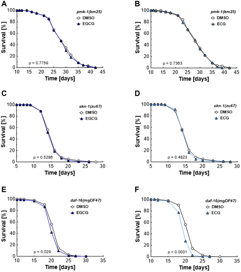 EGCG and ECG mediate lifespan extension dependent on PMK-1/p38 MAPK, SKN-1/NRF2, and DAF-16/FOXO. The representative outcome of lifespan assay of pmk-1 mutants treated with 0.1% DMSO versus 2.5 μM EGCG (A) or 2.5 μM ECG. (B) The representative outcome of lifespan assay of skn-1 mutants treated with 0.1% DMSO versus 2.5 μM EGCG (C) or 2.5 μM ECG. (D) The representative outcome of lifespan assay of daf-16 mutants treated with 0.1% DMSO versus 2.5 μM EGCG (E) or 2.5 μM ECG. (F) P-values are as indicated in the graphs. See Table 1 for corresponding detailed data and statistical analyses of lifespan assays.