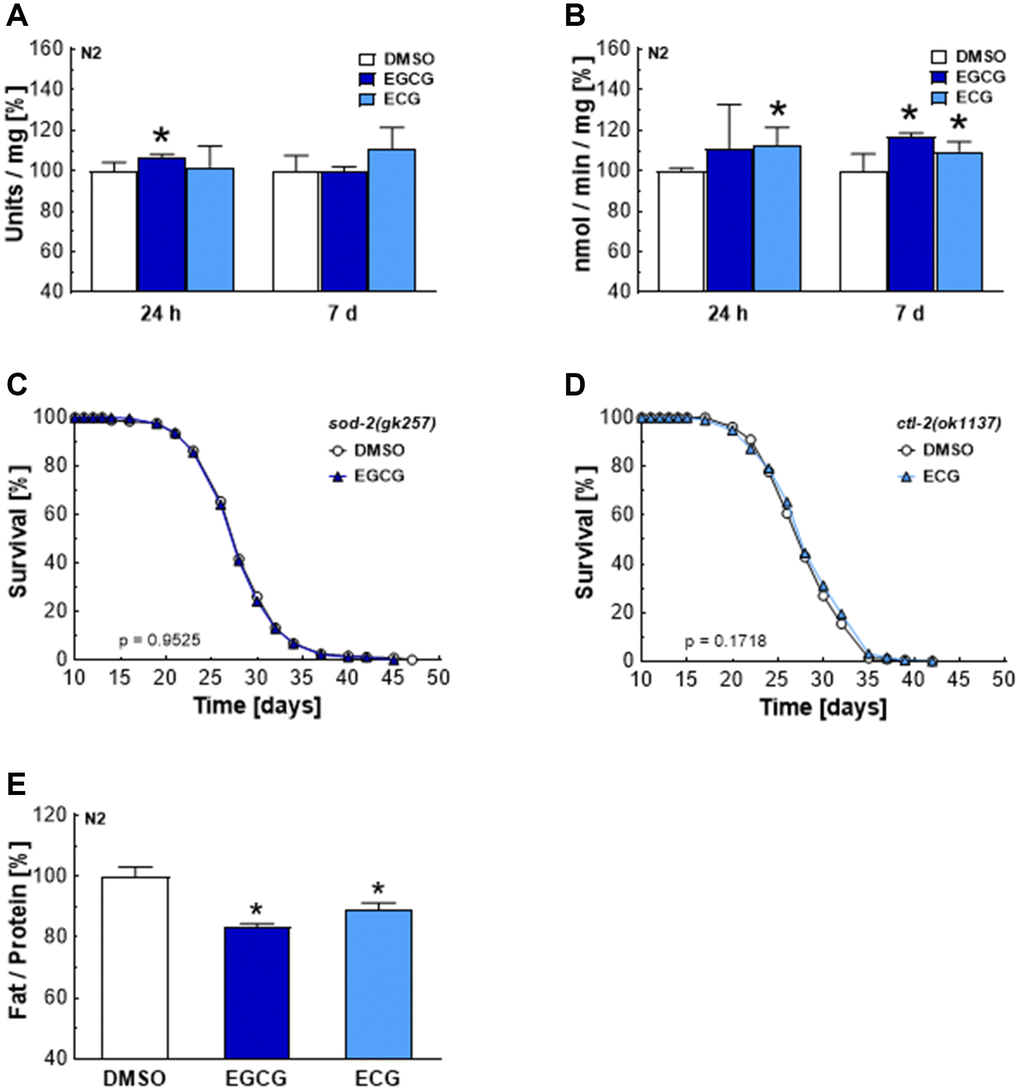 EGCG and ECG induce SOD and CTL activity and a shift in lipid metabolism in the long term. SOD (A) or CTL (B) activity after treatment with 0.1% DMSO, 2.5 μM EGCG or 2.5 μM ECG for 24 h or 7 days. The representative outcome of lifespan assay of sod-2 mutants treated with 0.1% DMSO or 2.5 μM EGCG. (C) The representative outcome of lifespan assay of ctl-2 mutants treated with 0.1% DMSO or 2.5 μM ECG. (D) Triglyceride content in N2 wild-type nematodes after treatment with 0.1% DMSO, 2.5 μM EGCG or 2.5 μM ECG for 5 days, normalized to protein content. (E) P-values are as indicated in the graphs. See Table 1 for corresponding detailed data and statistical analyses of lifespan assays.