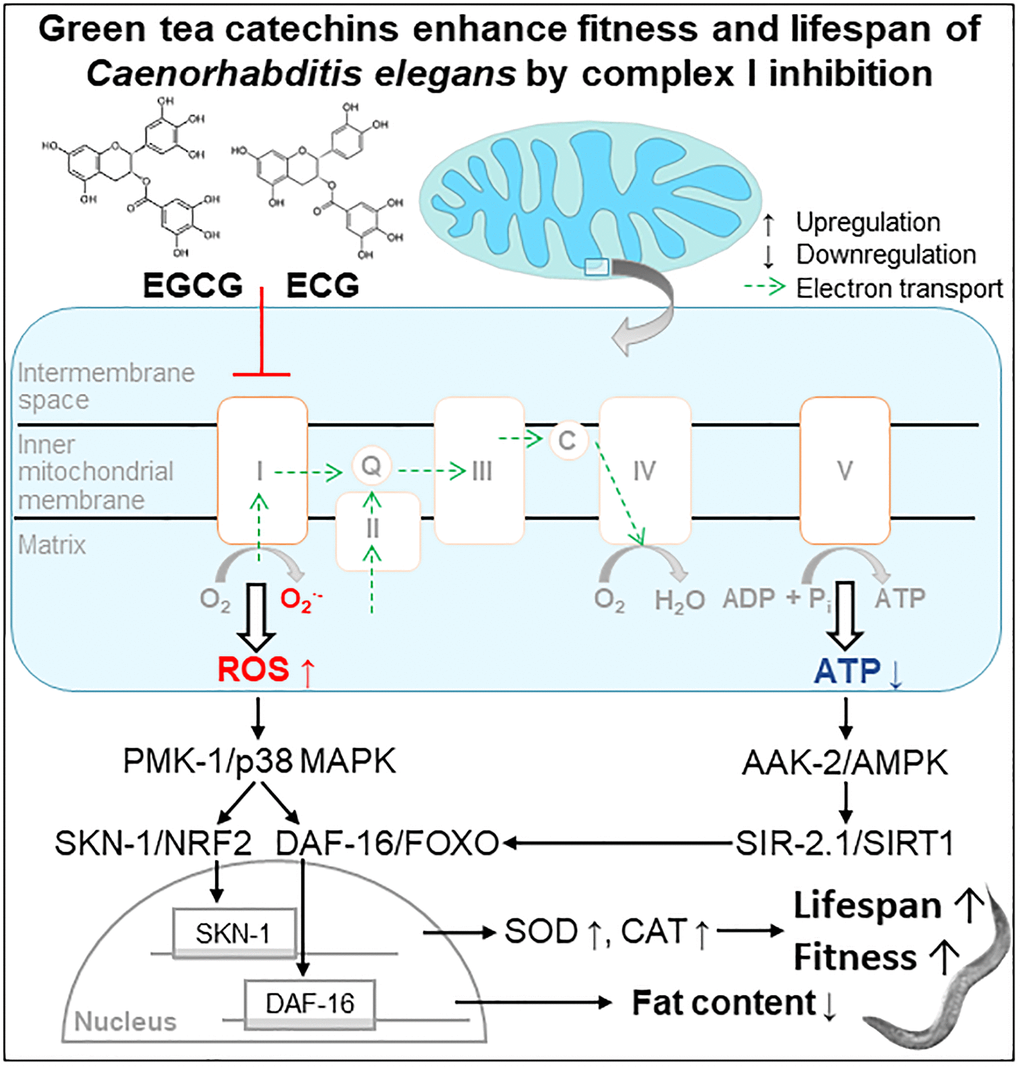 Scheme. Green tea catechins enhance fitness and lifespan of Caenorhabditis elegance by complex I inhibition.