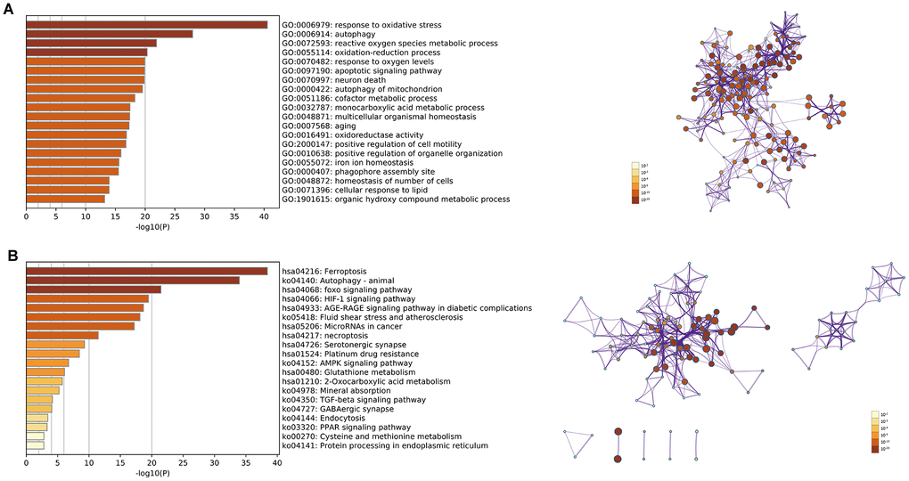 (A) Top 20 enriched clusters of DEfrGenes in GO annotation analysis; (B) top 20 enriched KEGG pathways of DEfrGenes.