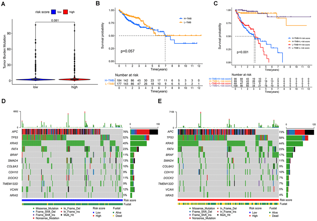 Correlations between the risk score model and somatic variants. (A) TMB levels between the high- and low-risk groups; (B) correlation between TMB and prognosis in patients with COAD; (C) prognostic predictive value in different TMB subgroups; (D, E) the mutation rates of reported prognostic-related genes in low- and high-risk groups.