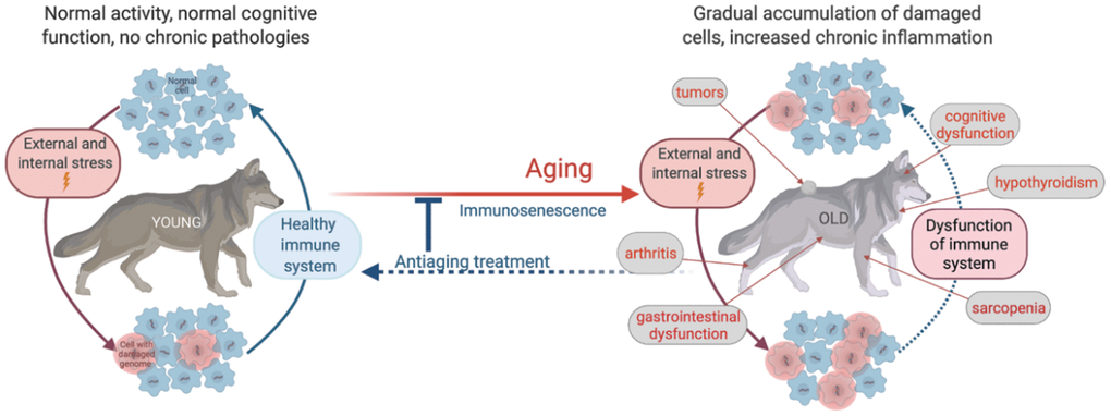 Schematic illustration of age-related physiological alterations and their underlying cellular mechanisms.
