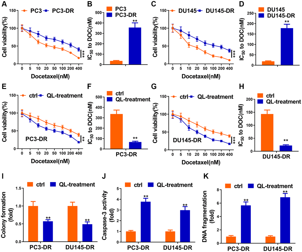 Qi Ling impaired docetaxel resistance of CRPC cells. (A and B) Parental PC3 cells and the DOC-resistant counterpart (PC3-DR) were subjected to indicated concentrations of docetaxel (0–400 nM) for 48 h, cell viability and IC50 value of docetaxel were determined by CCK-8 assay. (C and D) Parental DU145 cells and the DOC-resistant counterpart (DU145-DR) were subjected to the indicated concentrations of docetaxel (0–400 nM) for 48 h, cell viability and IC50 value of docetaxel were determined by CCK-8 assay. (E and F) PC3-DR cells was cultured in normal media (ctrl) or media supplement with Qi Ling (QL-treatment) with the treatment of the indicated concentrations of docetaxel (0–400 nM) for 48 h, cell viability and IC50 value of docetaxel were determined by CCK-8 assay. (G and H) DU145-DR cells was cultured in normal media (ctrl) or media supplement with Qi Ling (QL-treatment) with the treatment of the indicated concentrations of docetaxel (0–400 nM) for 48 h, cell viability and IC50 value of docetaxel were determined by CCK-8 assay. (I) Colony formation assay showed cell viabilities of PC3-DR and DU145-DR cells cultured in normal media (ctrl) or media supplement with Qi Ling (QL-treatment) with the treatment of docetaxel (10 nM). (J and K) Cell apoptosis of PC3-DR and DU145-DR cells cultured in normal media (ctrl) or media supplement with Qi Ling (QL-treatment) with the treatment of docetaxel (10 nM) was measured by DNA fragmentation and Caspase-3 activity assays. Values are mean ± SD. **P ***P 