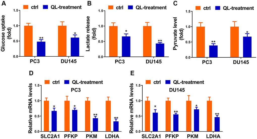 Qi Ling regulated the Warburg effect of CRPC cells. Relative glucose consumption (A), pyruvate concentration (B), and lactate production (C) were assessed in PC3-DR and DU145-DR cells. (D and E) mRNA levels of glycolytic components (SLC2A1, PFKP, PKM and LDHA) in PC3-DR and DU145-DR cells were examined by qRT-PCR. Values are mean ± SD. *P **P 