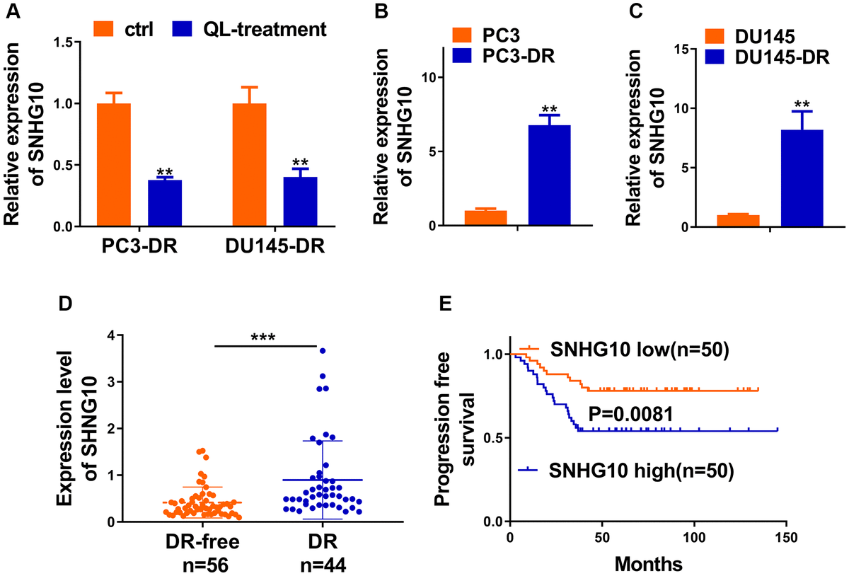 SNHG10 was inhibited by Qi Ling and associated with docetaxel resistance of CRPC. (A) RNA level of SNHG10 in PC3-DR and DU145-DR cells was examined by qRT-PCR. (B and C) qRT-PCR was performed to detect the expression level of SNHG10 in PC3 and DU145 cells or their DOC-resistant counterparts (PC3-DR and DU145-DR). (D) RNA level of SNHG10 in 56 docetaxel-free (DR-free) and 44 DR tissues of CRPC patients was examined by qRT-PCR. (E) Kaplan-Meier analysis of the correlation between SNHG10 expression and progression-free survival of CRPC patients. *P **P ***P 