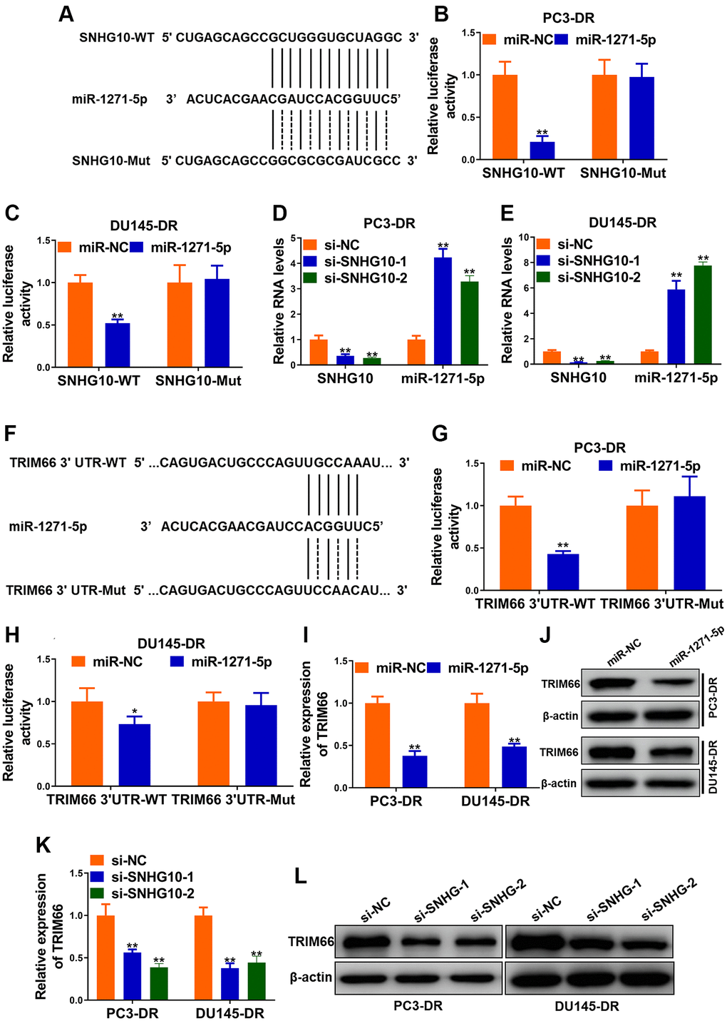 SNHG10 up-regulated TRIM66 via sponging miR-1271-5p. (A) miR-1271-5p binding sites in SNHG10 and site mutagenesis. (B and C) Luciferase activity in PC3-DR and DU145-DR cells. (D and E) RNA levels of SNHG10 and miR-1271-5p in PC3-DR and DU145-DR cells transfected with siRNAs against SNHG10 (si-SNHG10-1 and si-SNHG10-2) or negative control siRNAs (si-NC) were detected by qRT-PCR. (F) miR-1271-5p binding sites in TRIM66 3’UTR and site mutagenesis. (G and H) Relative luciferase activity in PC3-DR and DU145-DR cells. (I and J) mRNA and protein level of TRIM66 in PC3-DR and DU145-DR cells transfected with miR-1271-5p mimics or mimics negative control (miR-NC) were determined by qRT-PCR and Western blot. (K and L) mRNA and protein level of TRIM66 in PC3-DR and DU145-DR cells transfected with siRNAs against SNHG10 (si-SNHG10-1 and si-SNHG10-2) or negative control siRNAs (si-NC) were determined by qRT-PCR and Western blot. Values are mean ± SD. *P **P 