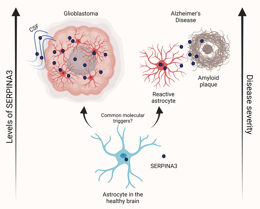 SERPINA3 contribution to glioblastoma and Alzheimer’s disease. Schematic depicting the contribution of rising SERPINA3 levels in the progression of age-related disorders glioblastoma and Alzheimer’s disease. Created in BioRender.com.