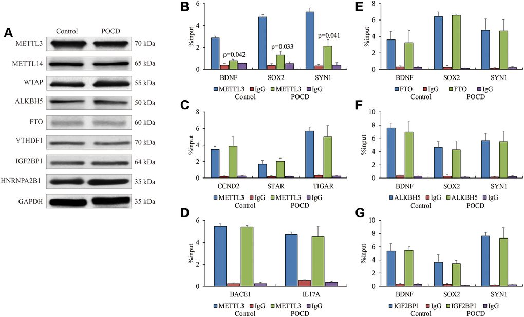 The weakened binding affinity of METTL3 in POCD. The protein levels of METTL3, METTL14, WTAP, ALKBH5, FTO, YTHDF1, IGF2BP1 and HNRNPA2B1 in the hippocampuses of POCD mice. (A) The binding affinity of METTL3 on BDNF, SOX2, and SYN1, (B) CCND2,STAR, and TIGAR, (C), as well as BACE1 and IL17A (D) in hippocampal neurons of POCD mice shown by RIP-qPCR. The binding affinity of FTO, (E) ALKBH5 (F) and IGF2BP1 (G) on BDNF, SOX2, and SYN1 in hippocampal neurons of POCD mice shown by RIP-qPCR. Data are presented as the mean ± standard error of the mean of three individual experiments; p 