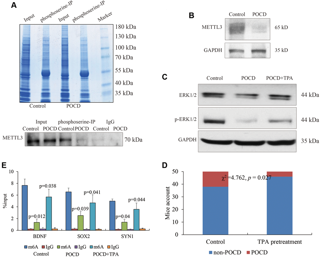 METTL3 activity affected by the MAPK/ERK pathway. Phosphorylated METTL3 pulled down by phosphoserine. (A) METTL3 expression in POCD (B) and the activity of the MAPK/ERK pathway in the hippocampal neurons of mice with sevoflurane-induced POCD and TPA treatment (C) shown by regular WB. The m6A RNA methylation at the 5′UTR of BDNF, SOX2, and SYN1 in POCD mice and additional TPA treatment. (D) POCD occurrence comparison between sevoflurane alone and TPA pretreatment by Chi-square analysis. (E) Data are presented as the mean ± standard error of the mean of three individual experiments; p 
