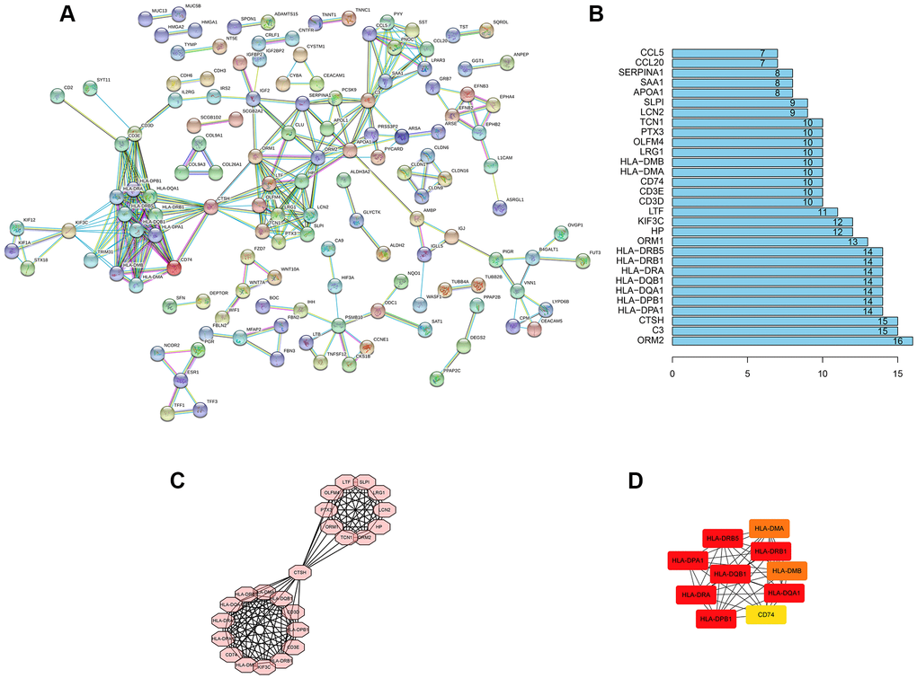 PPI network construction. (A) PPI network of al DEGs. The individual nodes were hidden. The interaction relationship prediction threshold is > 0.900. (B) Top 30 genes with the highest number of nodes. (C) The core subnet of the PPI network by using the MCODE app. (D) The core gene of the PPI network by using the cytoHubba app.
