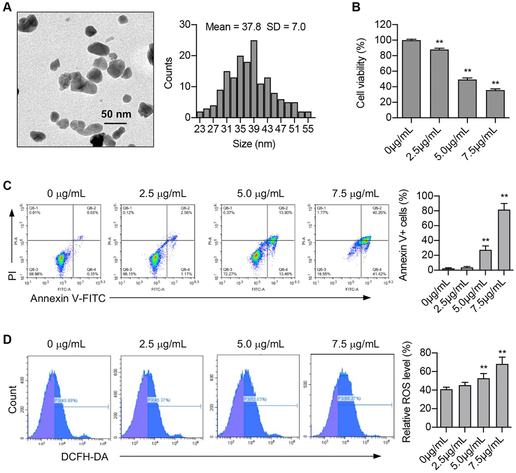 ZnO NPs induce cytotoxicity and ROS production in A549 cells. (A) Transmission electron microscopy image of ZnO NPs and the analysis of size distribution. (B) A549 cells were incubated with ZnO NPs at different concentrations for 24 h and cell viability was determined using CCK-8 assay. Data were presented as the mean ± SEM. **P n = 3, t-test). (C) Cell apoptosis was monitored by annexin V-FITC staining and flow cytometry analysis. Annexin-V positive cells were presented as the mean ± SEM. **P n = 3, t-test). (D) A549 cells were incubated with ZnO NPs at different concentrations for 6 h. Intracellular ROS generation was detected by DCFH-DA fluorescent probe and flow cytometry. All the data were presented as the mean ± SEM. **P n = 3, t-test).