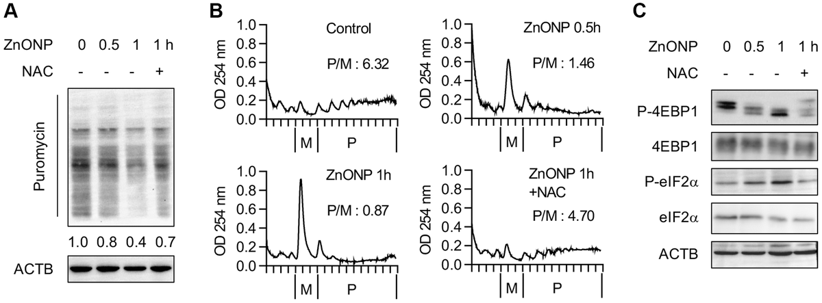 ZnO NPs repress global protein synthesis. (A) Measurement of the newly synthesized proteins with different treatments using puromycin labeling. Cells were treated with 5 μg/mL of ZnO NPs. (B) Polysome profiles of A549 cells treated without or with ZnO NPs (5 μg/mL) or together with NAC. The ratio of polysome/monosome was calculated. (C) Immunoblot analysis of A549 cells without or with ZnO NPs (5 μg/mL) treatment or together with NAC.