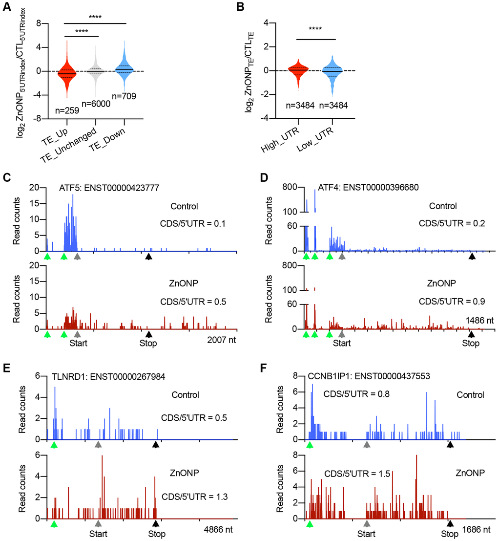 uORFs regulate the expression of upregulated genes. (A) Violin plots showing the RPFs of 5′UTR in translationally (TE) up-regulated, unchanged, and down-regulated genes after ZnO NPs treatment. The upper and lower quartiles and the median are shown for each group. ****P B) Violin plots showing the translation efficiency change after ZnO NPs treatment between high-UTR and low-UTR genes. The upper and lower quartiles and the median are indicated for each group. ****P t-test. (C–F) The indicated mRNAs whose ribosome densities increase at CDS and decrease at 5′UTR during ZnO NPs treatment. Ribosome density in ATF5 (C), ATF4 (D), TLNRD1 (E), and CCNB1IP1 (F) mRNAs are shown. The ratio of CDS RPFs to 5′UTR RPFs was indicated. The green triangles indicate the predicated start codons of uORF. The grey triangles indicate the start codons of CDS. The black triangles indicate the stop codons of CDS.