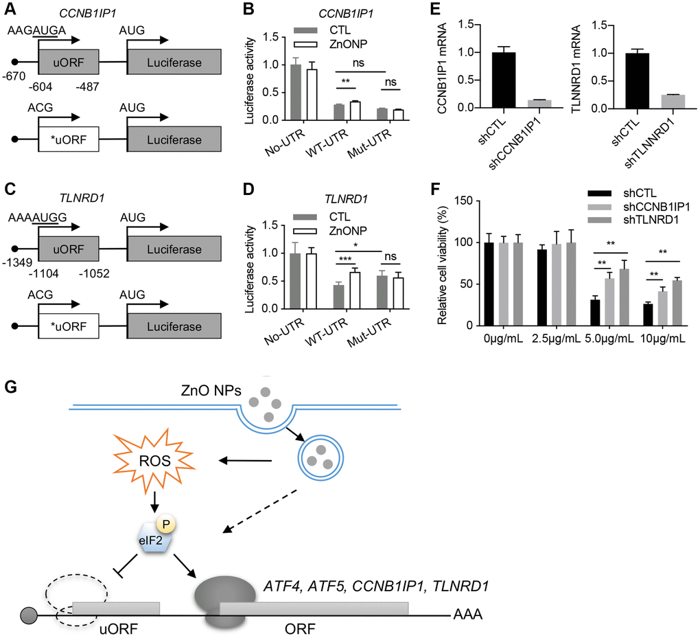 CCNB1IP1 and TLNRD1 promote ZnO NPs-induced cytotoxicity. (A) Luciferase constructs with wild type (WT) or mutated (Mut) uORF of CCNB1IP1. (B) Luciferase activity of the constructs in (A) with or without ZnO NPs treatment. Data are represented as mean ± SEM. **P n = 3, t-test). (C) Luciferase constructs with wild type (WT) or mutated (Mut) uORF of TLNRD1. (D) Luciferase activity of the constructs in (C) with or without ZnO NPs treatment. Data are represented as mean ± SEM. ***P *P n = 3, t-test). (E) Knockdown efficiency of TLNRD1 and CCNB1IP1 in A549 cells. (F) Cell viability of A549 cells with different treatment. **P n = 5, t-test). (G) Schematic of ZnO NP-induced translatome remodeling in cancer cell survival. ZnO NPs phosphorylate eIF2α through ROS or other mechanisms. eIF2α phosphorylation reduces uORF translation and induces the translational induction of stress-responsive genes including ATF4, ATF5, CCNB1IP1, and TLNRD1.