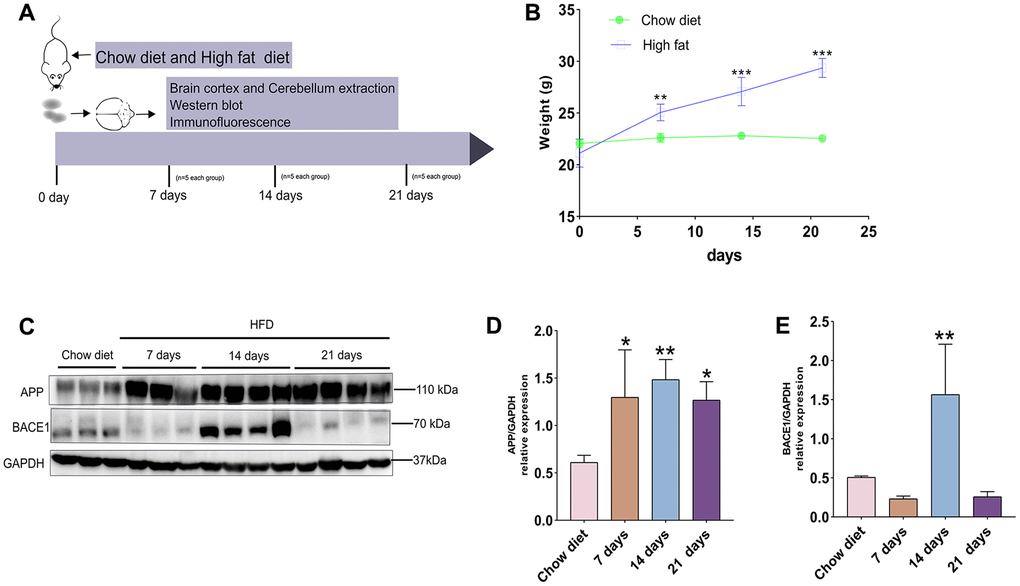 A timeline exhibiting expression changes of APP and BACE1 after short-term HFD exposure for mice cerebral cortex. (A) Experimental scheme for testing the effect of short period HFD on brain of adult mice. (B) Body weight curve of the two treatment groups at different time courses. (C) Western blotting and (D–E) densitometry analysis for APP and BACE1 from cerebral cortex tissue lysates obtained from mice with chow diet and HFD (n = 3 to 4 per group). GAPDH, glyceraldehyde-3-phosphate dehydrogenase. Diet compositions are shown in Table 1. Data shown as means ± SD. *P **P ***P 