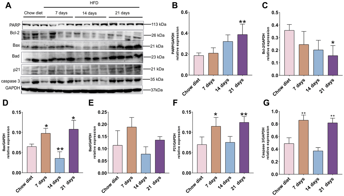 Association of apoptosis and HFD in mice cerebral cortex at separate times. (A) Western blot analysis of cerebral cortex tissues of mice with HFD and chow diet controls (n = 3 to 4 per group). (B–G) Quantification of PARP (B), Bcl-2 (C), Bax (D), Bad (E), p21 (F), caspase3 (G). GAPDH as a loading control. Values are presented as means ± SD. *P **P 