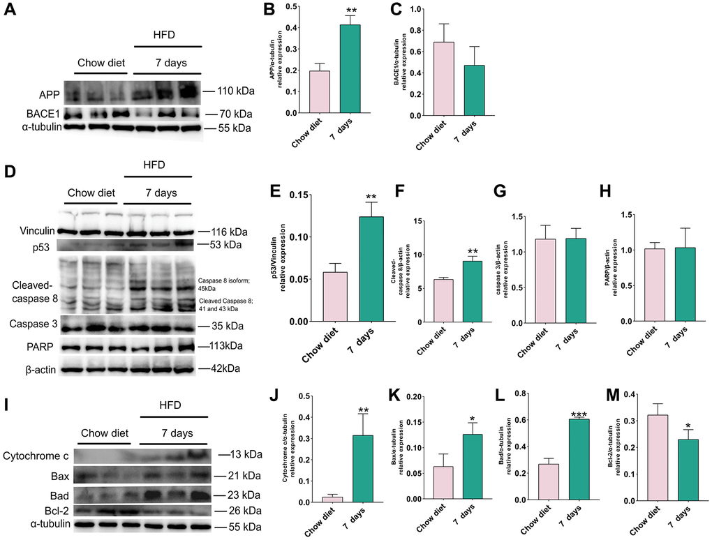 Changes of APP, BACE1 and apoptosis proteins after 7 days of HFD in the mice cerebellum. (A) Western blots and (B–C) densitometric analysis for APP, BACE1 in the supernatants of mice cerebellum (n = 3). (D) Western blot and (E–H) densitometric quantification of p53 (E), cleaved-caspase8 (F), caspase 3 (G), PARP (H) indicated (n = 3). (I) Western blot analysis of apoptotic proteins in cerebellum tissue lysates of indicated day 7 after HFD exposure for mice (n = 3). (J–M) Quantification of cytochrome C protein (J), Bax (K), Bad (L), Bcl-2 (M). Vinculin, β-actin and α-tubulin as a loading control. Values are means ± SD. *P **P t test.