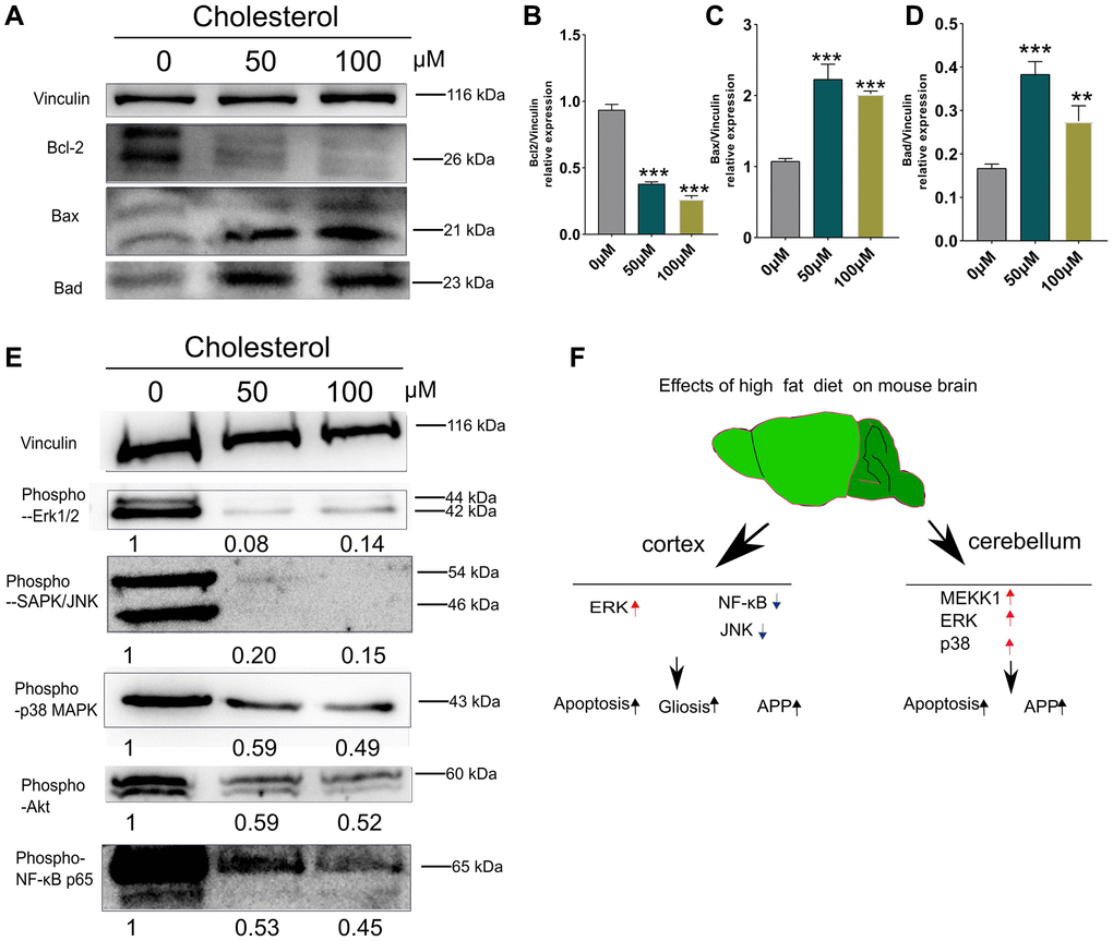Changes of apoptosis and signaling pathways induced by cholesterol in SH-SY5Y cells. SH-SY5Y Cells were treated with cholesterol at indicated concentration (0 μM, 50 μM, and 100 μM) for 48 h (n = 3 per group). (A) Western blots and (B–D) Quantitation for Bcl-2 (B), Bax (C), and Bad (D) in the supernatants of SH-SY5Y Cells. (E) Western blots of phospho-p44/42 MAPK (Erk1/2), phospho-SAPK/JNK, phospho-p38 MAPK, phospho-Akt, phospho-NF-κB p65 from supernatants of SH-SY5Y Cells after 48 h culture. The levels of phosphorylated signaling-related proteins after treatment with 50 μM, and 100 μM cholesterol were normalized to the levels of the 0μM treatment group. (F) Diagram showing the mechanism of how short-term HFD aggravates apoptosis, glial cell activation and APP production in cerebral cortex and cerebellum. Vinculin as a loading control. Values are presented as means ± SD. *P **P 