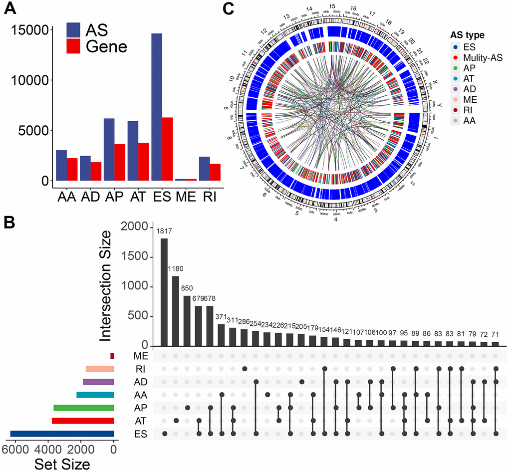 Overview of AS event profiling in the TCGA PTC cohort. (A) Number of each AS event type and their parent genes in PTC patients. Blue bars represent the AS events, while red bars represent their parent genes. (B) Interactive sets among seven types of AS events (n = 34,773) shown in an UpSet plot. (C) Circos plot shows the details of each AS event and their parent genes in the chromosome. The outer circle represents the chromosome ideogram. The intermediate circle represents the genes with filtered AS events. The inner circle shows the genes with differentially expressed AS events between tumor and normal tissues. The ribbons represent the potential interaction between AS events and their parent genes. ES, exon skipping; AP, alternate promoter; AT, alternate terminator; AD, alternate donor; AA, alternate acceptor site; ME, mutually exclusive exons; RI, retained intron. Mulity-AS, gene contains multiple types of AS.