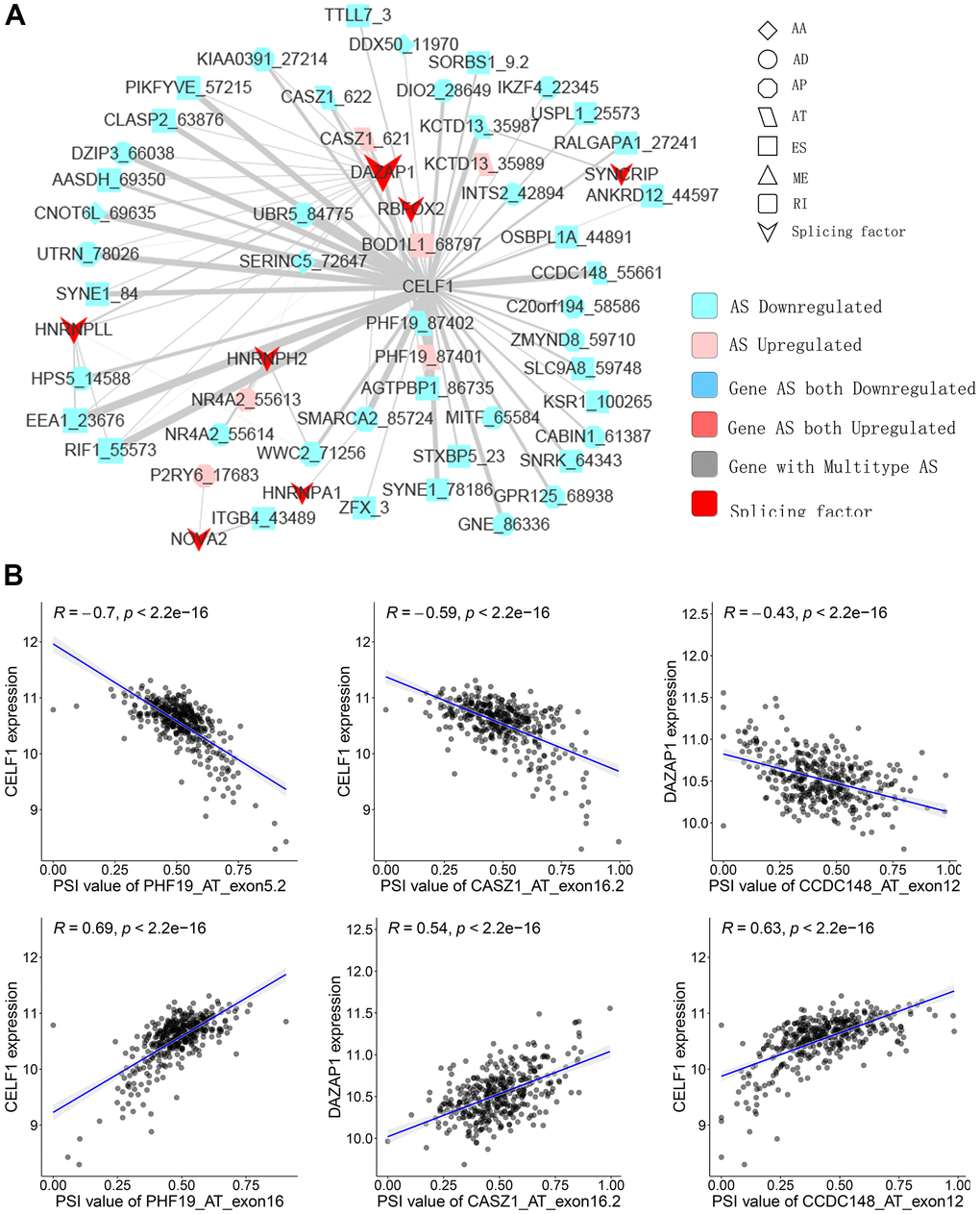 Representative plots of regulatory splicing network in PTC. (A) The correlation analysis between the expression levels of 71 SFs and the PSI values of CASEs. The shape, color, and size of node denote AS types, changes in the pattern (upregulated or downregulated), and the value of log2FC, respectively. The breadth of each line represents the extent of interaction strength. (B) Representative dot plots indicate the correlations between the expression of SFs and PSI values of CASEs.