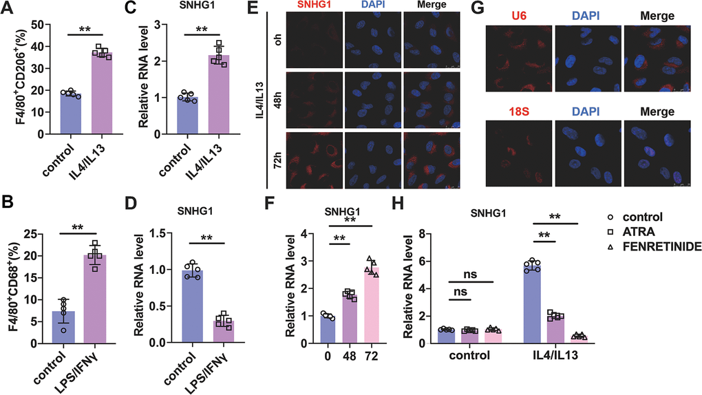 Identification of lncRNA-SNHG1 as a potential mediator of M2 macrophage polarization. (A, B) Flow-cytometric analysis was performed to analyze the percentage of F4/80+CD206+ or F4/80+CD86+ cells in BMDMs. (C, D) qRT-PCR analysis was performed to analyze the RNA level of lncRNA-SNHG1 in BMDMs. BMDMs were treated with IL4/IL13 or LPS/INFγ for 72h. Two-tailed t-test was used for the statistical analysis. n=5 independent cell cultures. The bar indicates the SD values. **PE) The FISH assay was conducted to detect the expression of lncRNA-SNHG1. RAW264.7 cells were treated with IL4/IL13 for 72h. (F) Quantitative analysis of E. Two-tailed t-test was used for the statistical analysis. n=5 independent cell cultures. The bar indicates the SD values. **PG) The localization of U6 snRNA and 18S rRNA was tested by FISH assay in RAW264.7 cells. (H) Two inhibitors of M2 macrophage polarization were used to block M2 polarization of RAW264.7 cells. qRT-PCR analysis was performed to analyze the RNA level of lncRNA-SNHG1. Two-tailed t-test was used for the statistical analysis. n=5 independent cell cultures. The bar indicates the SD values. **P