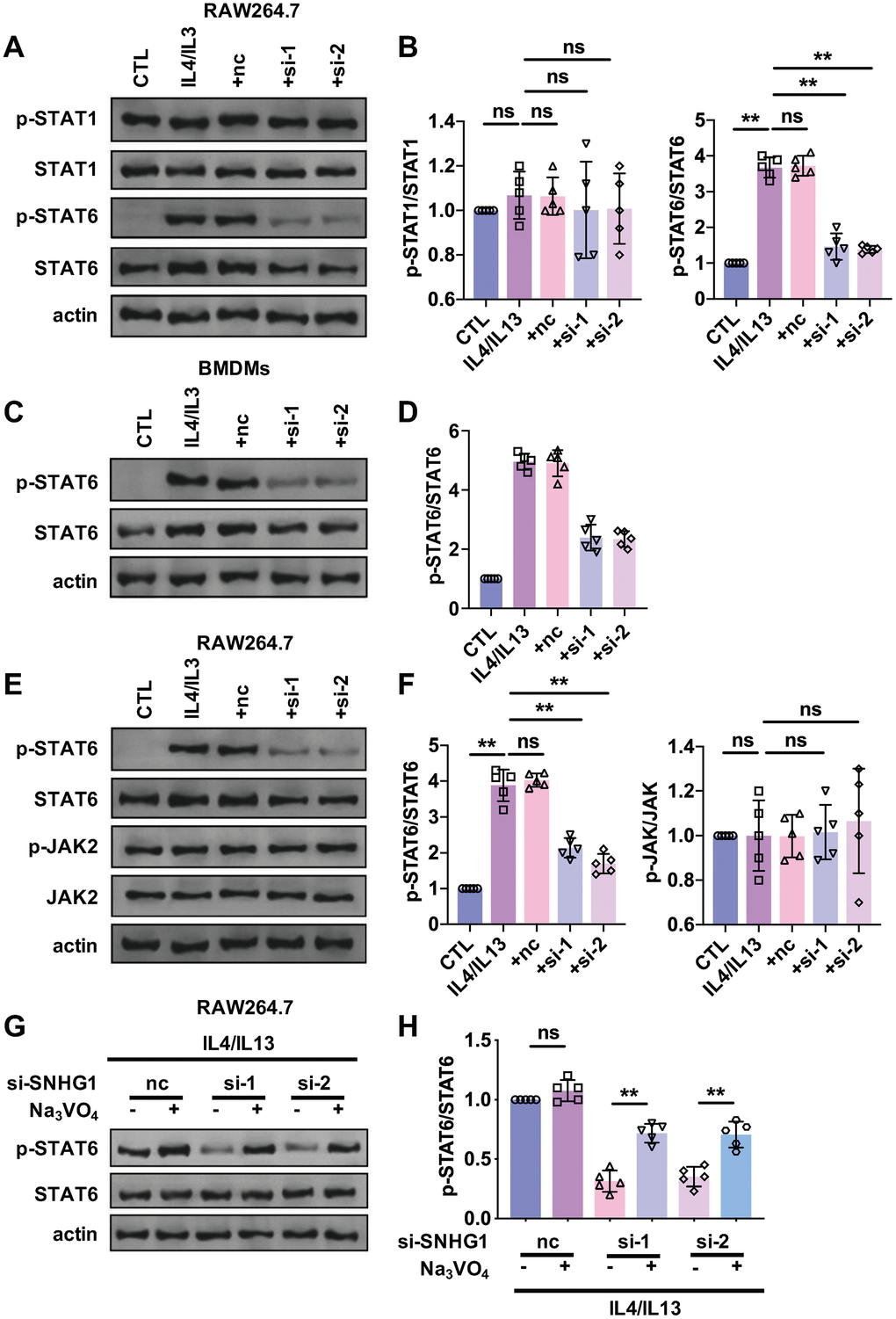 STAT6 was involved in the regulation of M2 macrophage polarization mediated by lncRNA-SNHG1. (A, B) Western blot was performed to detect the protein levels of STAT1, p-STAT1, STAT6, and p-STAT6. RAW264.7 cells were transfected with two siRNAs of lncRNA-SNHG1 and negative control siRNA for 48h and treated with IL4/IL13 or LPS/INFγ for 72h. one-way ANOVA was used for the statistical analysis. n=5 independent cell cultures. The bar indicates the SD values. **PC, D) Western blot was performed to detect the protein levels of STAT6 and p-STAT6. BMDMs were transfected with two siRNAs of lncRNA-SNHG1 and negative control siRNA for 48h and treated with IL4/IL13 or LPS/INFγ for 72h. one-way ANOVA was used for the statistical analysis. n=5 independent cell cultures. The bar indicates the SD values. **PE, F) Western blot was performed to detect the protein levels of STAT6, p-STAT6, JAK, and p-JAK. RAW264.7 cells were transfected with two siRNAs of lncRNA-SNHG1 and negative control siRNA for 48h and treated with IL4/IL13 or LPS/INFγ for 72h. one-way ANOVA was used for the statistical analysis. n=5 independent cell cultures. The bar indicates the SD values. **PG, H) Western blot was performed to detect the protein levels of STAT6 and p-STAT6. RAW264.7 cells were transfected with two siRNAs of lncRNA-SNHG1 and negative control siRNA for 48h and treated with IL4/IL13 or LPS/INFγ for 72h. one-way ANOVA was used for the statistical analysis. n=5 independent cell cultures. The bar indicates the SD values. **P