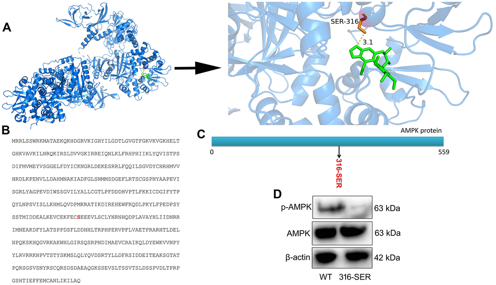 Schisandrin B regulated AMPK protein at 316 site. (A) protein spatial structure and drug structure; (B) amino acid sequence for AMPK protein; (C) Schematic diagram of protein mutation; (D) p- AMPK protein expression.